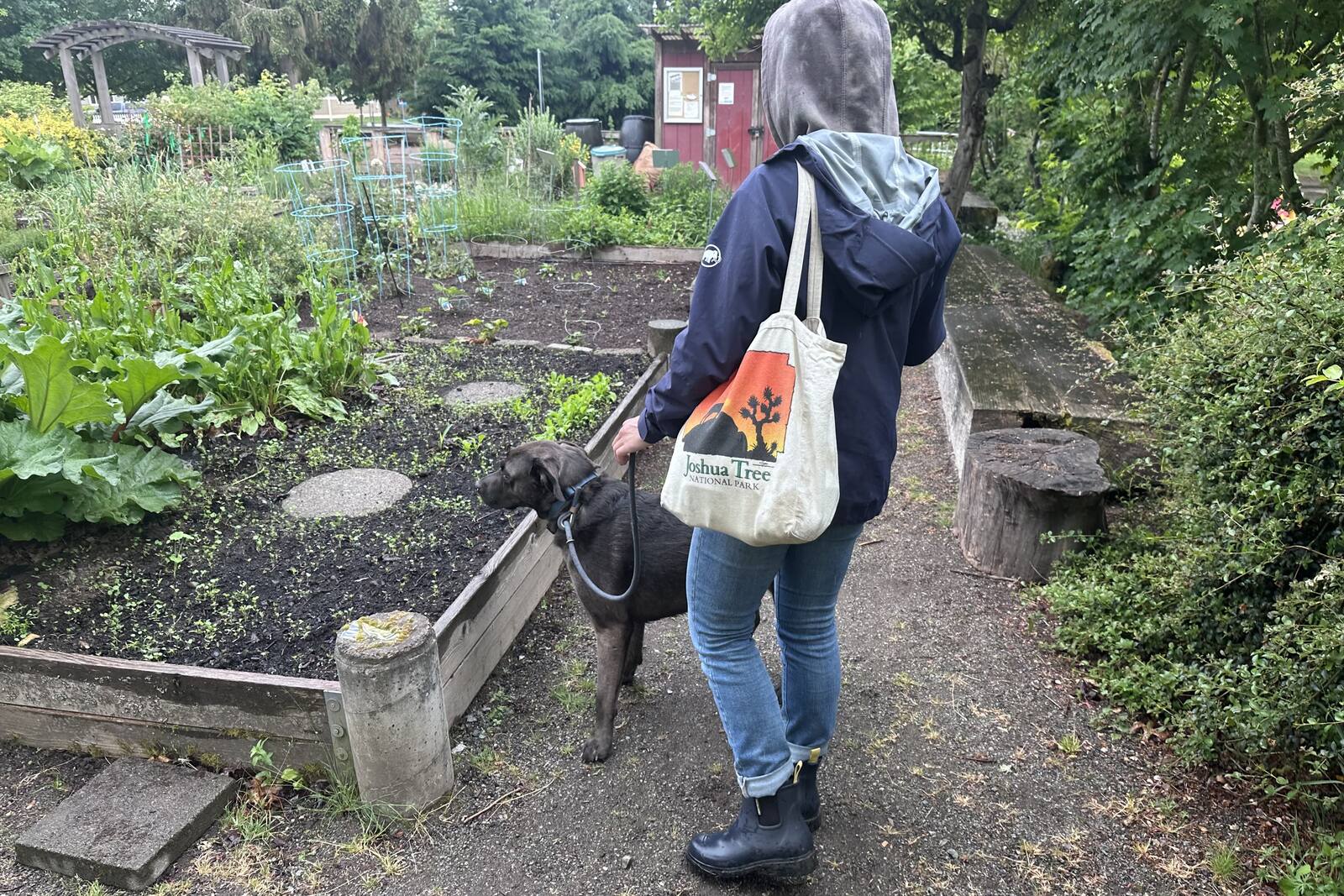 A person walks into a community garden wearing navy ankle boots, jeans, and a rain jacket while walking a dog.