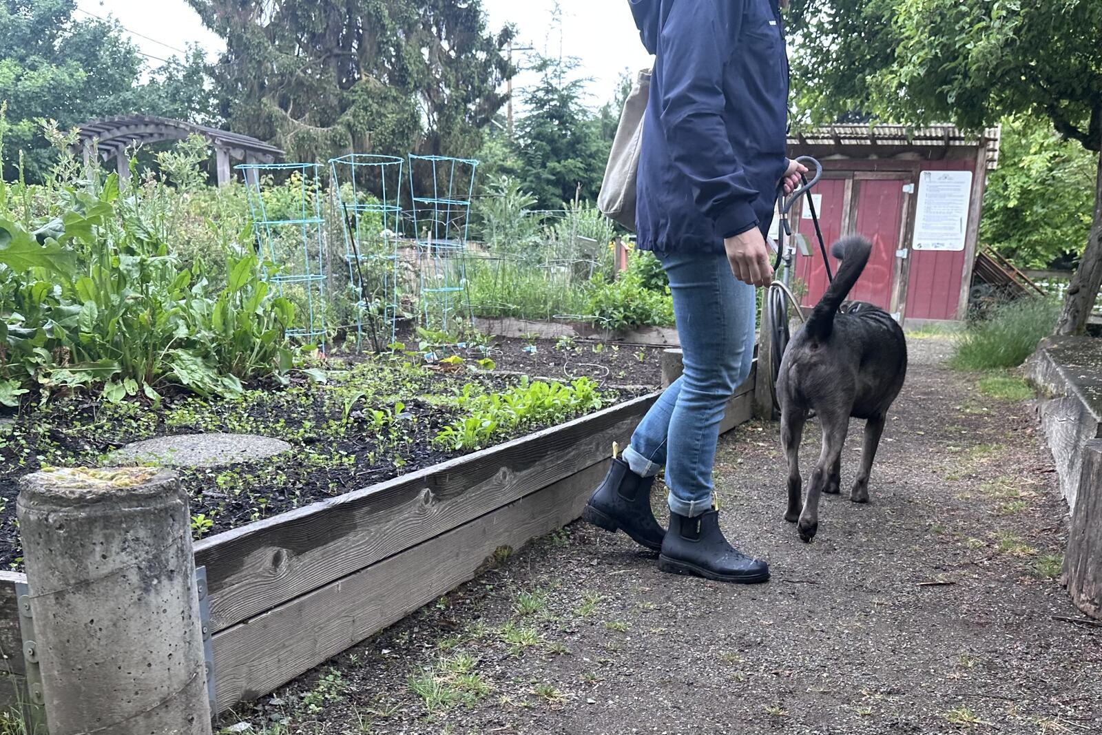 Close up of a person's lower half in a community garden. The person is walking a dog and wearing navy ankle rain boots, jeans, and a rain jacket.