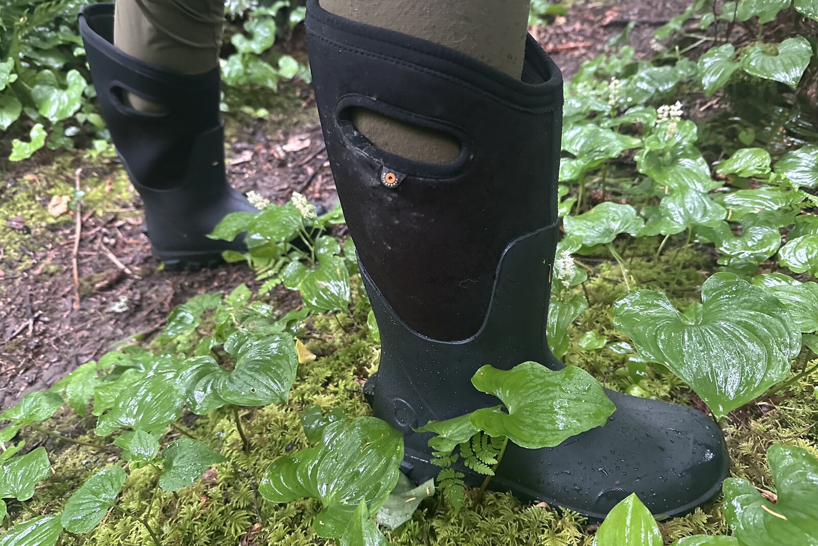 Close up of a tall black rubber rain boot with neoprene liners stepping onto wet moss from a dirt trail.
