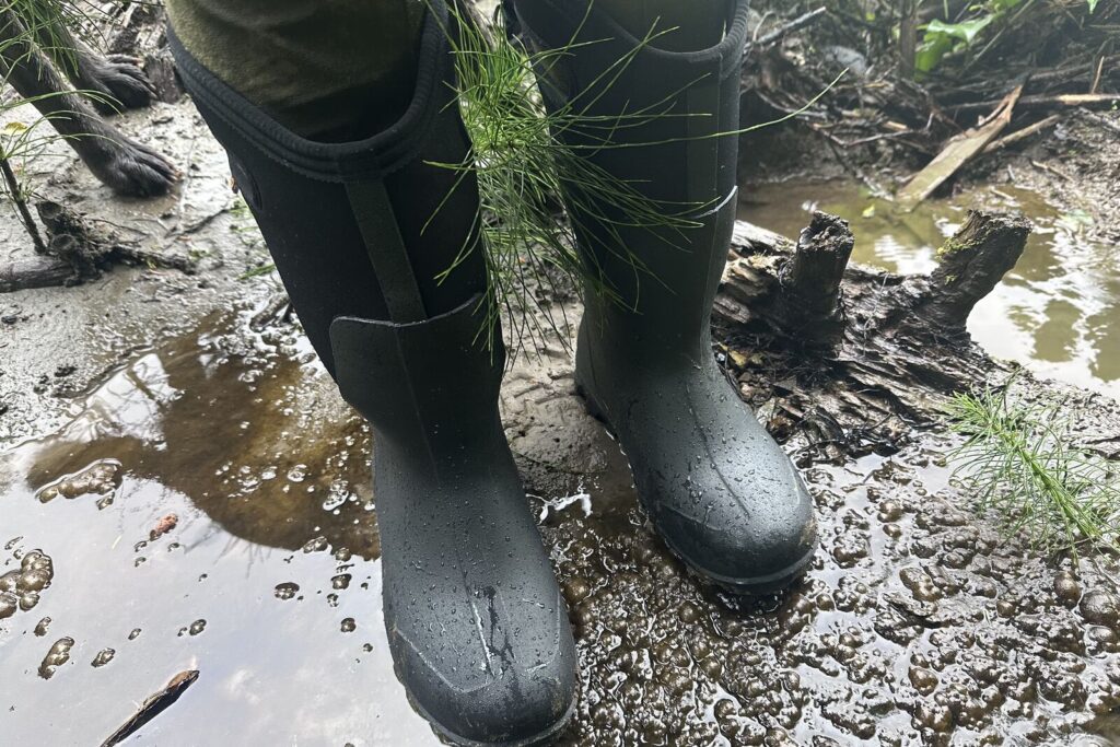 Close up of tall, black rubber rain boots with black neoprene liners standing on muddy wet ground.
